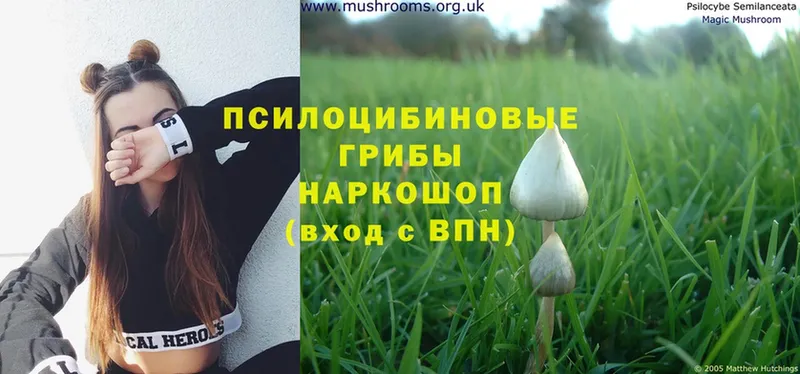 Псилоцибиновые грибы Psilocybine cubensis Канаш